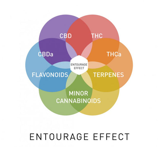 Study Shows Cannabis Terpenes Provide Pain Relief, Contribute to ‘Entourage Effect’